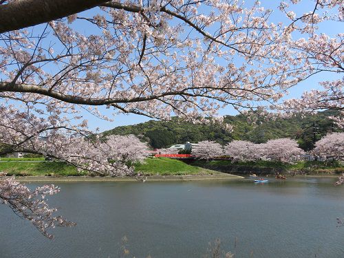青野川沿い、桜【南伊豆町】：満開桜１７