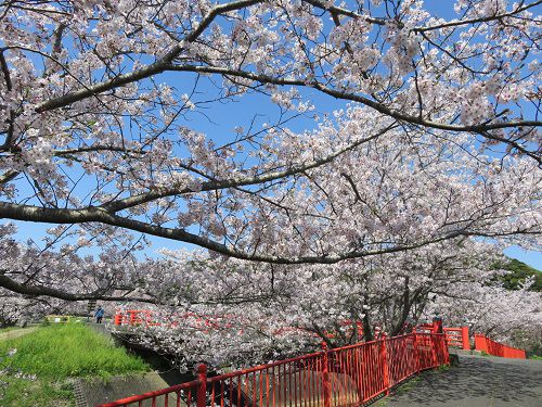 青野川沿い、桜【南伊豆町】：満開桜２０