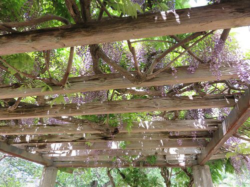 柏谷公園、藤棚【函南町】：紫の藤の花