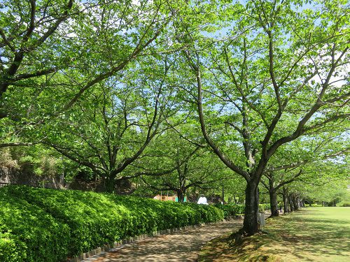 柏谷公園、新緑【函南町】：木漏れ日