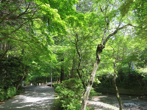 小國神社、新緑【森町】：宮川沿い