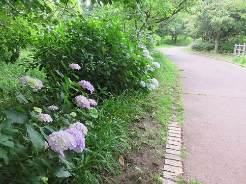 吉田公園、紫陽花【吉田町】：遊歩道と紫陽花