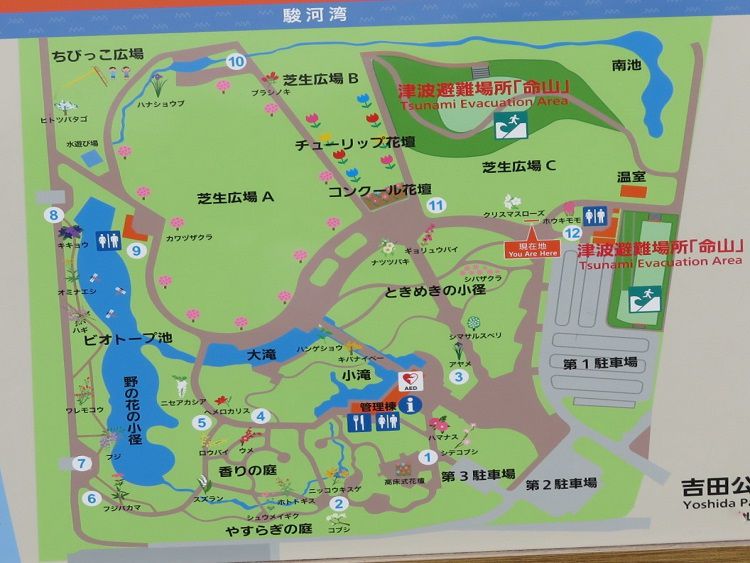 吉田公園、紫陽花【吉田町】：園内案内図
