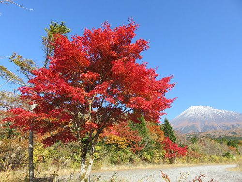 西臼塚駐車場からの富士山【富士宮市】：見頃の赤の紅葉