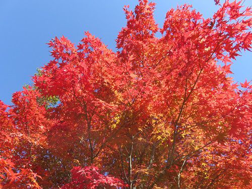 西臼塚駐車場からの富士山【富士宮市】：紅葉景色のズームアップ
