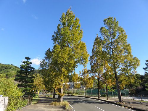 藤枝総合運動公園、紅葉【藤枝市】：メタセコイアの紅葉