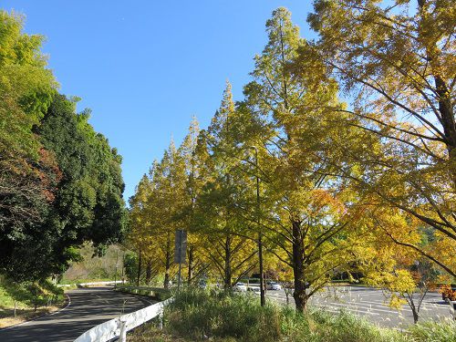 藤枝総合運動公園、紅葉【藤枝市】：メタセコイアの紅葉、見頃風景