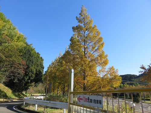 藤枝総合運動公園、紅葉【藤枝市】：メタセコイアの紅葉、見頃景色