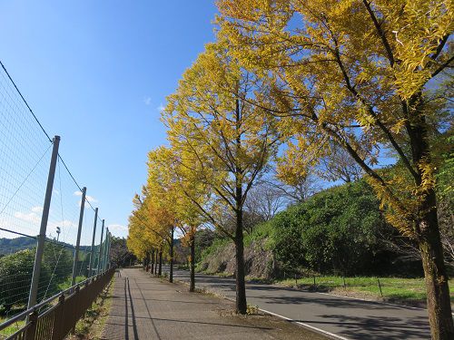 藤枝総合運動公園、紅葉【藤枝市】：メタセコイアの紅葉、見頃の紅葉
