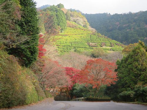 姫の沢公園、紅葉【熱海市】：林間駐車場からの眺め