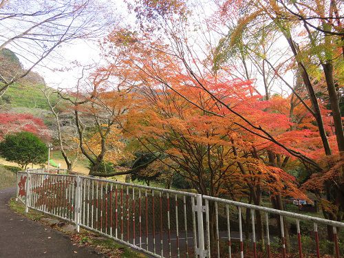 姫の沢公園、紅葉【熱海市】：日陰の紅葉景色
