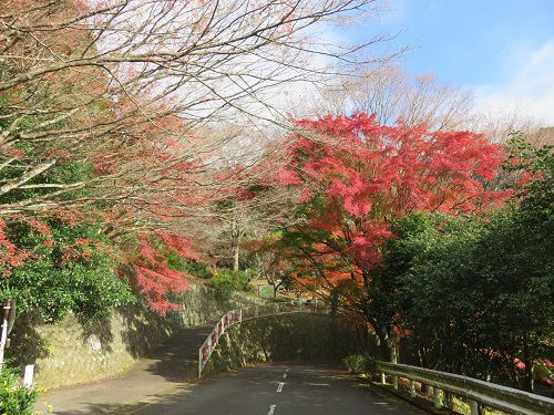 姫の沢公園、紅葉【熱海市】：公道付近からの眺め