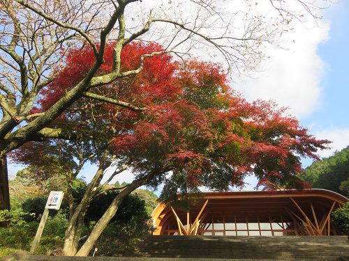 姫の沢公園、紅葉【熱海市】：ビジターセンター付近の紅葉