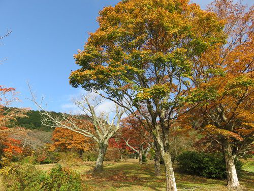 姫の沢公園、紅葉【熱海市】：見頃の紅葉