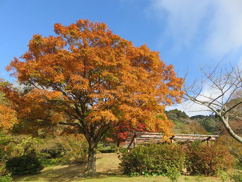 姫の沢公園、紅葉【熱海市】：良い感じの紅葉景色