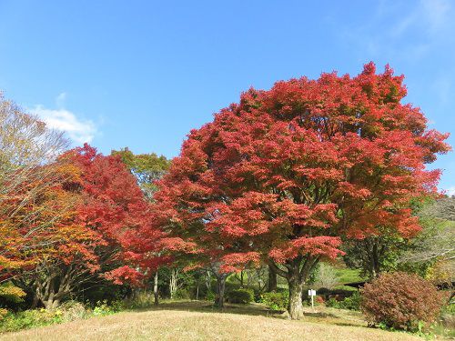 姫の沢公園、紅葉【熱海市】：見頃ど真ん中の紅葉景色