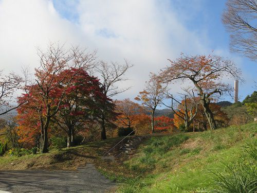 姫の沢公園、紅葉【熱海市】：ピクニック広場の紅葉