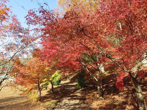 六仙の里公園、紅葉【伊豆市】：見映え良い紅葉景色