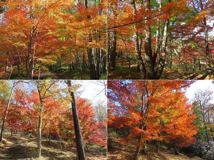 六仙の里公園、紅葉【伊豆市】：素晴らしい紅葉景色