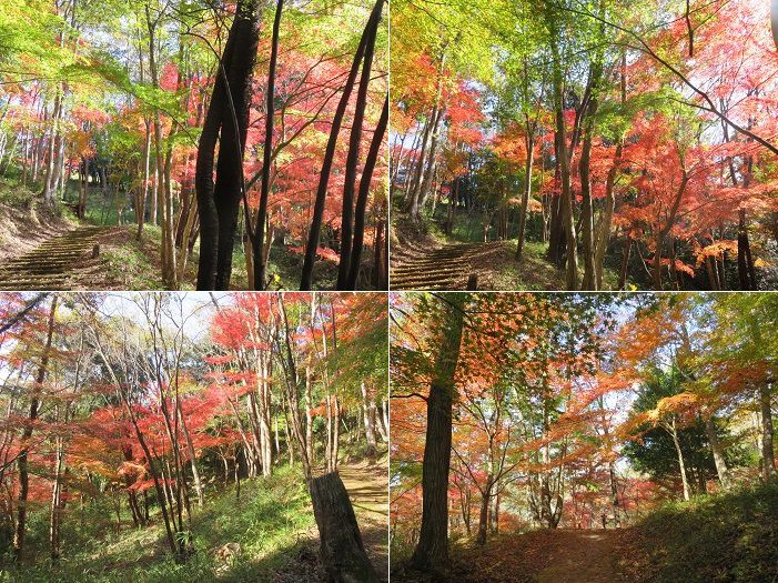 六仙の里公園、紅葉【伊豆市】：登りがキツイ箇所での紅葉景色