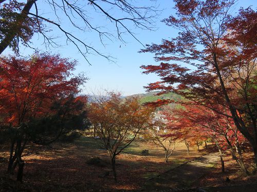 六仙の里公園、紅葉【伊豆市】：日陰の紅葉