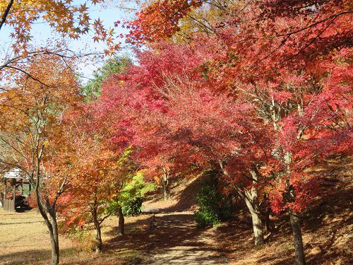 六仙の里公園、紅葉【伊豆市】：紅葉の彩りと良く晴れた天候