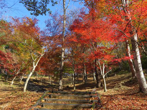 六仙の里公園、紅葉【伊豆市】：見頃ど真ん中の紅葉景色