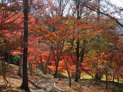 六仙の里公園、紅葉【伊豆市】：意外にも見応えある紅葉景色