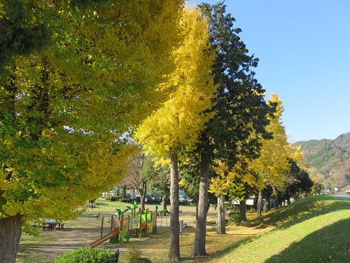 狩野川記念公園、紅葉【伊豆市】：銀杏並木の紅葉