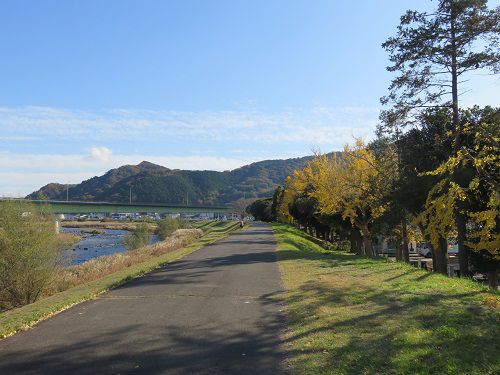 狩野川記念公園、紅葉【伊豆市】：銀杏並木の紅葉と狩野川