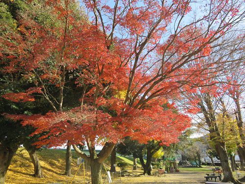 狩野川記念公園、紅葉【伊豆市】：見頃の紅葉