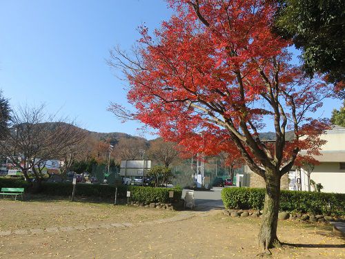 狩野川記念公園、紅葉【伊豆市】：駐車場方向の紅葉