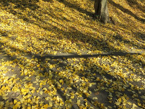狩野川記念公園、紅葉【伊豆市】：銀杏並木の紅葉（落葉）