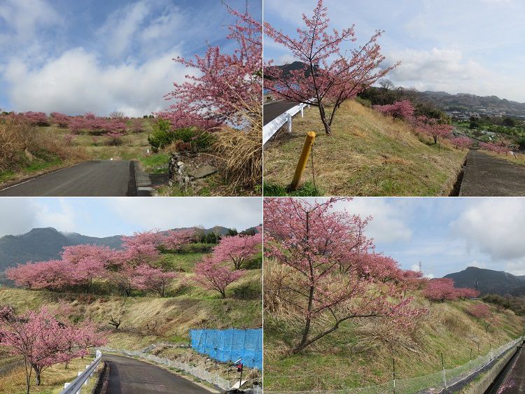 由比八千代の桜（河津桜）【静岡市】：斜面の河津桜