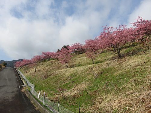 由比八千代の桜（河津桜）【静岡市】：見頃の河津桜
