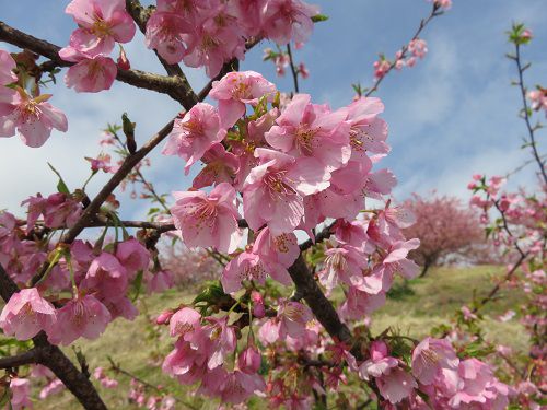 由比八千代の桜（河津桜）【静岡市】：ズームアップの河津桜