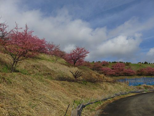由比八千代の桜（河津桜）【静岡市】：道路から眺めた河津桜
