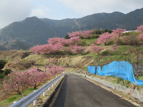 由比八千代の桜（河津桜）【静岡市】：見事な河津桜