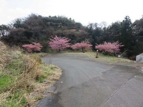 由比八千代の桜（河津桜）【静岡市】：駐車場方向の河津桜