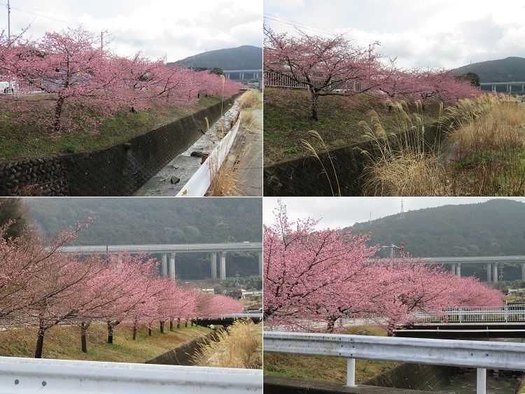 富士市松野地区、早咲き桜【富士市】：見頃前