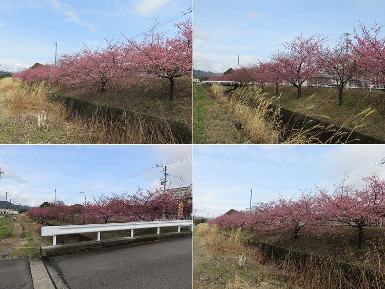 富士市松野地区、早咲き桜【富士市】：早咲き桜並木