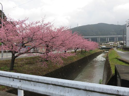 富士市松野地区、早咲き桜【富士市】：桜並木