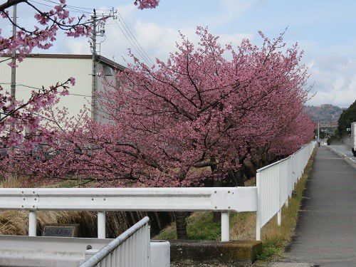 富士市松野地区、早咲き桜【富士市】：見頃の桜並木