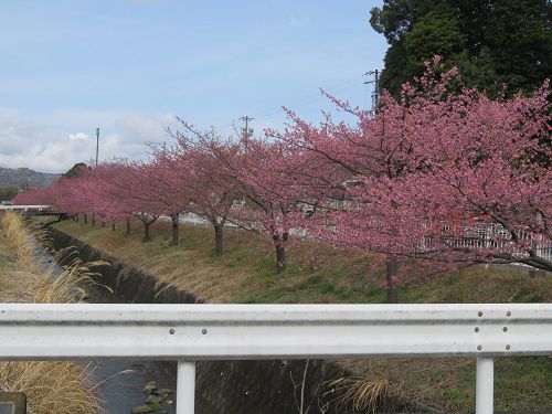 富士市松野地区、早咲き桜【富士市】：見頃前の桜並木