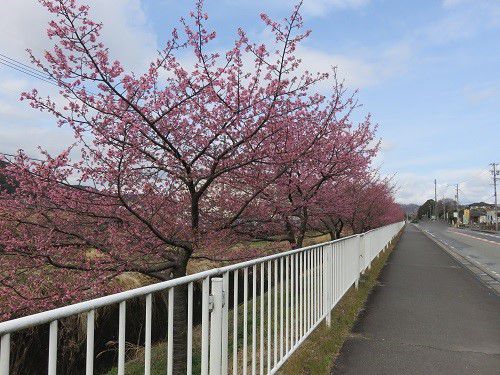 富士市松野地区、早咲き桜【富士市】
