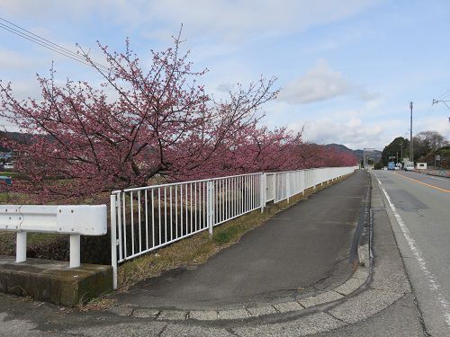富士市松野地区、早咲き桜【富士市】：道路と桜並木