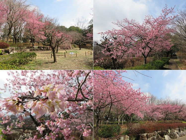 富士西公園の河津桜のズームアップと見頃の河津桜