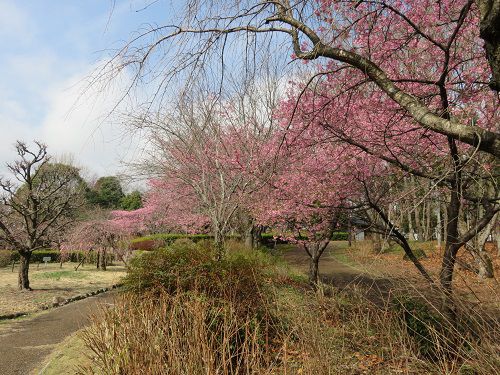 富士西公園の河津桜の見頃時期No2