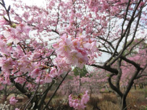 富士西公園の河津桜のズームアップNo2