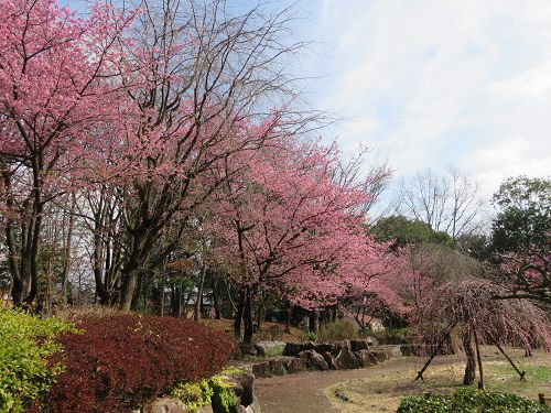富士西公園の河津桜の好天の眺め